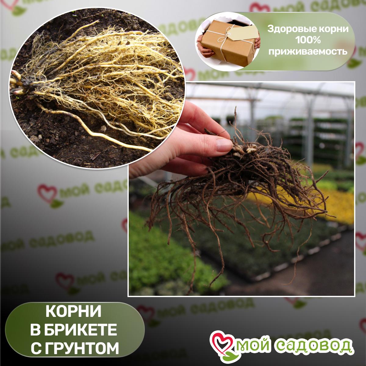 Комплект Флоксов 3шт.