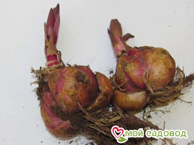 Лилия Зефир Лайт