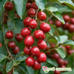 Зизифус Тань-Янь-Дзао